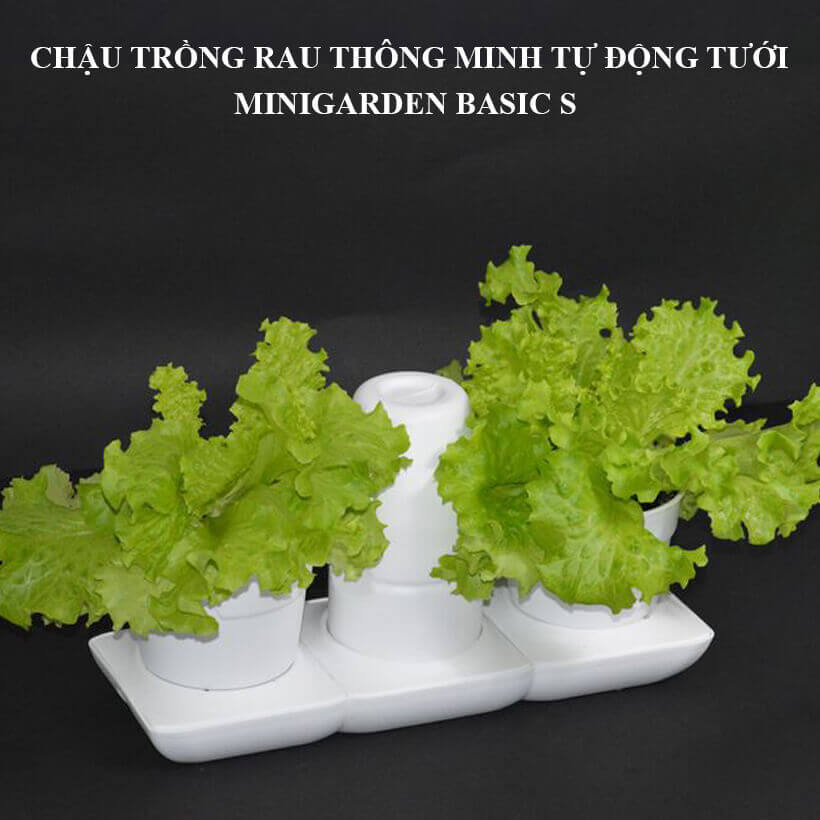 Chậu trồng rau để bàn tự động tưới và tự hút phân bón nuôi rau Minigarden Basic S - Minigarden Việt Nam