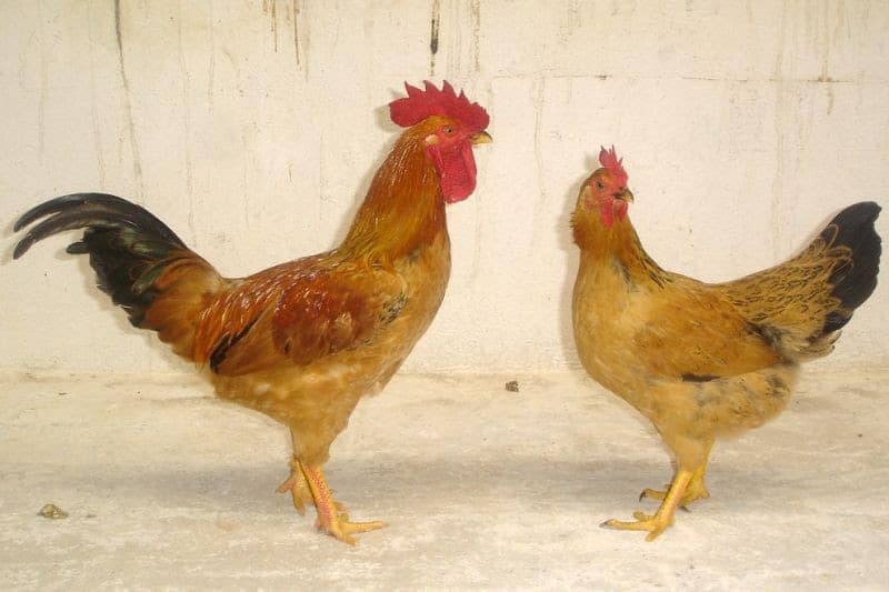 Gà - giống gà mang lại hiệu quả kinh tế cao - Chăm sóc nông nghiệp 24h