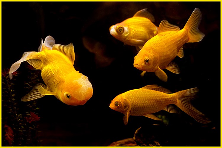 Nằm mơ thấy cá là điềm báo gì? có ý nghĩa gì?