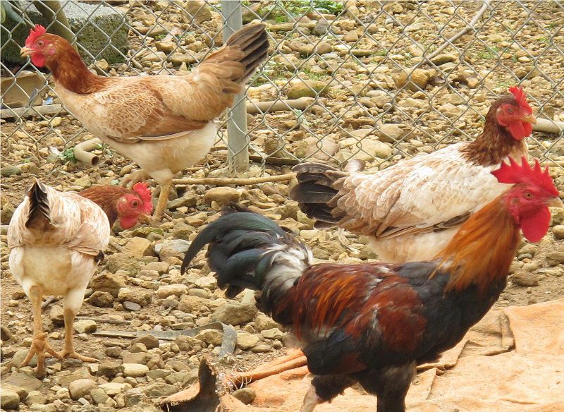 Kỹ thuật chăn nuôi gà thịt. Thức ăn cho gà. Cách làm chuồng gà