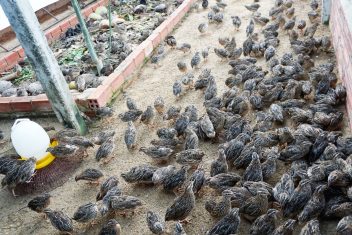 Mô hình nuôi cút đẻ trứng vừa đơn giản lại mang lợi nhuận cao